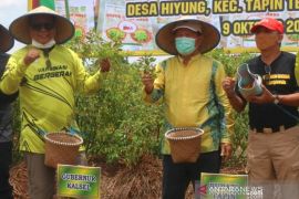 Governor harvests Hiyung bird's eye chili in Tapin