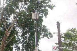 DLHK Denpasar pangkas pohon cegah tumbang saat musim hujan