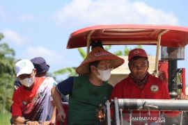 Dinas Pertanian Mukomuko minta petani terapkan metode jajar legowo