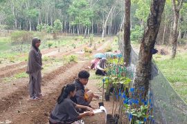 Mendorong  budi daya porang di sela tanaman perkebunan