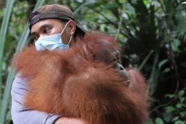Tiga individu orang utan dilepasliarkan ke habitatnya
