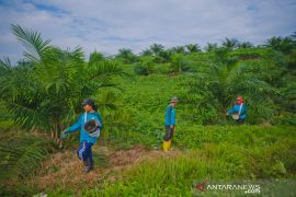 PTPN XIV Unit Keera-Maroangin kembangkan areal perkebunan sawit