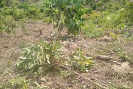 Kawanan gajah liar rusak kebun kopi warga Aceh Jaya