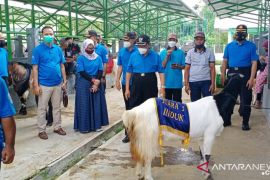 Pemkab Kulon Progo menyelenggarakan kontes Kambing PE dan Sapi PO