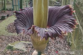 Bunga bangkai di Kebun Raya Cibodas telah berbunga 3 kali sejak tahun 2000