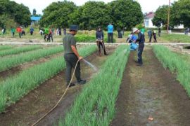 Inovatif, TEFA Polbangtan Kementan kembangkan budidaya bawang merah sepanjang musim