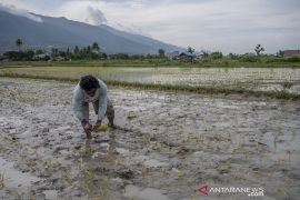 Pertama Kalinya Petani di Pengawu Tanam Padi Empat Kali Setahun  Page 1 Small