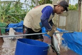 Minapolitan tingkatkan perkonomian masyarakat Lampung