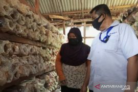 Manfaatkan Program PUMK PT Timah, Yulis sukses kembangkan usaha budidaya jamur tiram