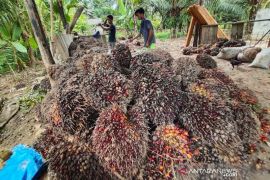 Harga sawit di Aceh Utara turun drastis