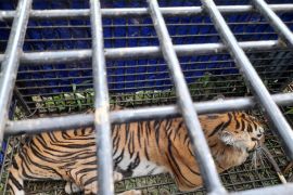 Tim gabungan berhasil tangkap harimau terkam dua warga Merangin Jambi