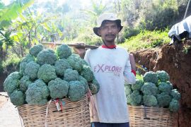 FAO soroti pentingnya pertanian pangan berkelanjutan