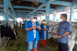 Buol gagas kerjasama BET Cipelang Bogor tingkatkan kualitas sapi