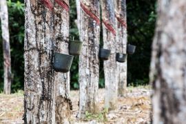 Porsche dan Michelin akan fokus  bantu petani karet Indonesia