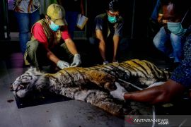 Menyedihkan, begini hasil nekropsi harimau mati di Bengkalis