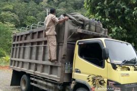 Demam babi Afrika masuk Kalbar, Disbunnak lakukan  antisipasi