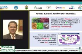KKP : Revitalisasi usaha budidaya rumput laut tingkatkan produktivitas dan  daya saing