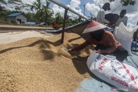 Potensi komoditas buah Food Estate Kalteng capai Rp79,55 miliar