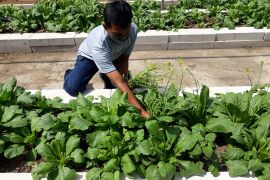 Pemkot Kediri bagikan sayuran hasil budi daya pegawai