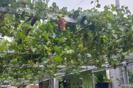 Pemkot Jaktim dorong warga giatkan pertanian kota