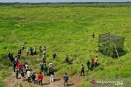 PT Timah-BKSDA Sumsel lepasliarkan delapan satwa langka