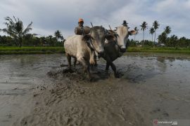 PETANI MEMBAJAK SAWAH DENGAN SAPI Page 1 Small