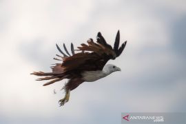 Delapan ekor satwa dilindungi dilepasliarkan ke SM Satwa Padang Sugihan