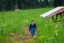 Banten kemarin, padi gogo di Lebak hingga anggaran sekolah rusak