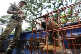 Ratusan anjing ilegal diangkut di Tol Kalikangkung