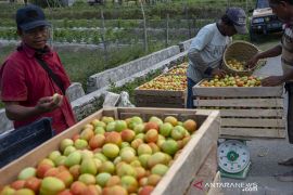 Harga Tomat di Tignkat Petani Anjlok Lagi Page 2 Small