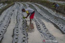 Petani Beralih Tanam Cabai Rawit Page 3 Small