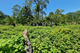 Pemkab Aceh Utara ajak petani budi daya tanaman nilam