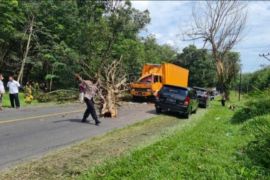 Truk tertimpa pohon tumbang, supir luka ringan