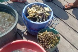 Tiga pelaku curi "soft coral" di kawasan Taman Nasional Komodo