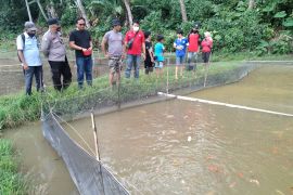 Sempat kelimpungan, budi daya ikan koi di Limapuluh Kota mulai dilirik investor