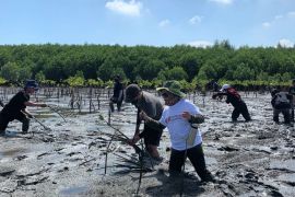 Penanaman 2.800 bibit mangrove warnai Hari Sumpah Pemuda di Makassar