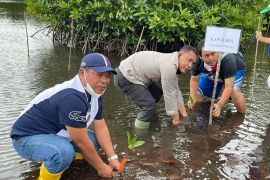 Jadikan Tapteng surganya mangrove, kelompok tani hutan tanam 1 juta lebih mangrove