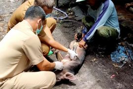 Pemprov Kalteng pastikan Flu Babi Afrika tidak menular ke manusia