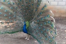 Melihat budi daya bahan baku Dadak Merak Reog Ponorogo