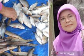 Harga pakan ikan naik selama Pandemi COVID-19