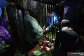Warga resah, beruang masuk pemukiman