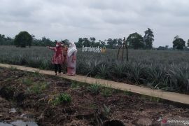 Areal agrowisata nanas Tangkit Baru  akan diperluas  250 hektare