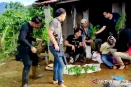Pembudidaya ganja di Empat Lawang terancam 12 tahun penjara