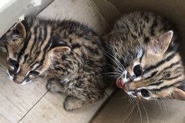 Warga Kota Medan serahkan satwa kucing kuwuk ke BBKSDA Sumut