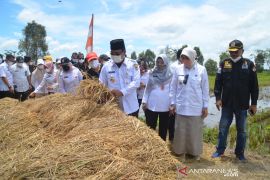 Gubernur panen dan tanam padi di Desa Sampurna