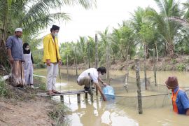 Adaro tebar 10.000 benih Ikan Nila di Ponpes Nurul Muhibbin Halong