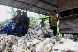 Harga karet di Tapin dinilai bersahabat