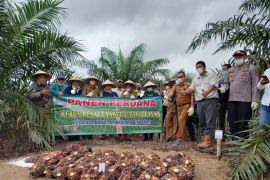 PT BBB dan KUD Akso Dano panen perdana sawit program replanting