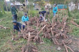 DKPP Surabaya manfaatkan bekas tanah kas desa untuk budi daya tanaman pangan