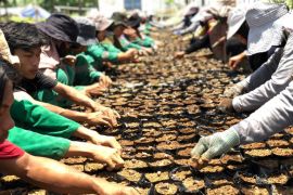 PTPN XIV programkan ekstensifikasi kebun kelapa sawit